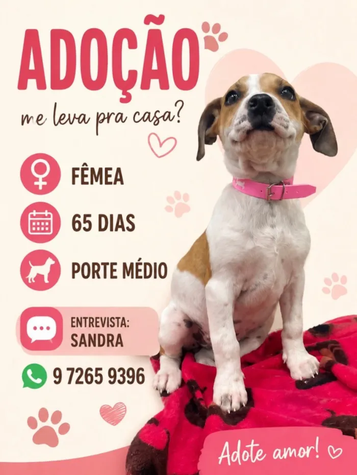 Cachorro raça SRD-ViraLata idade 2 a 6 meses nome Mel