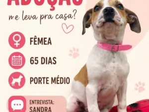 Cachorro raça SRD-ViraLata idade 2 a 6 meses nome Mel