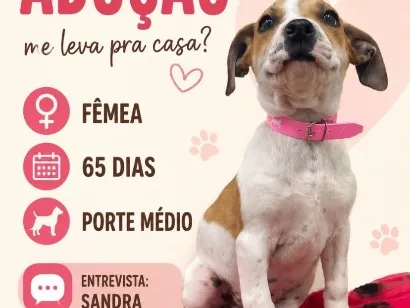 Cachorro raça SRD-ViraLata idade 2 a 6 meses nome Mel