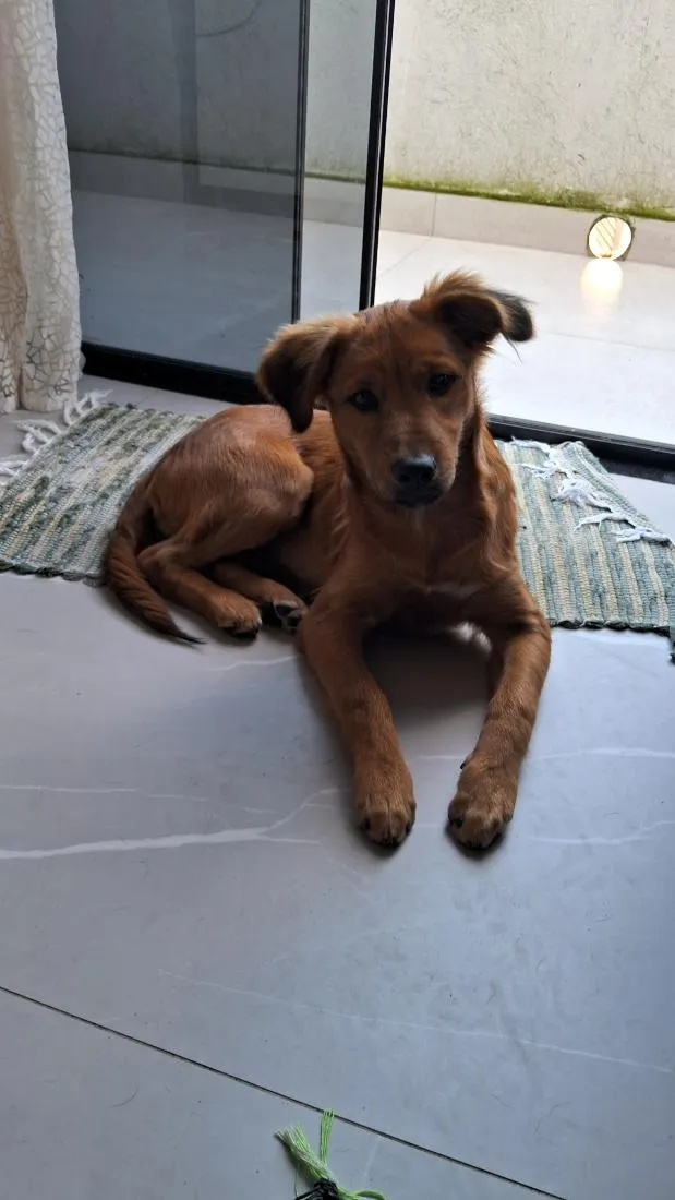 Cachorro raça SRD-ViraLata idade 7 a 11 meses nome gold