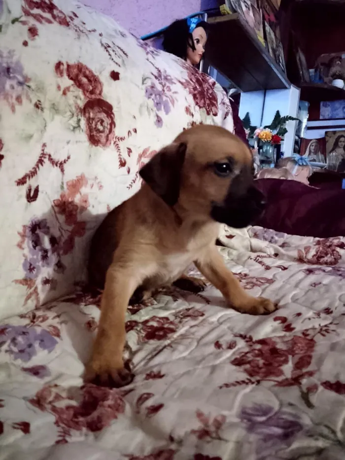Cachorro raça SRD-ViraLata idade 2 a 6 meses nome casulinha