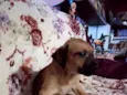 casulinha