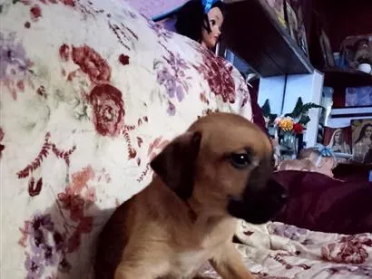 Cachorro raça SRD-ViraLata idade 2 a 6 meses nome casulinha