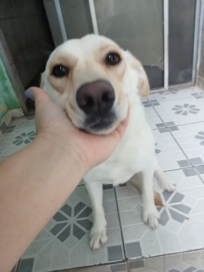 Cachorro raça SRD-ViraLata idade 3 anos nome Branca 