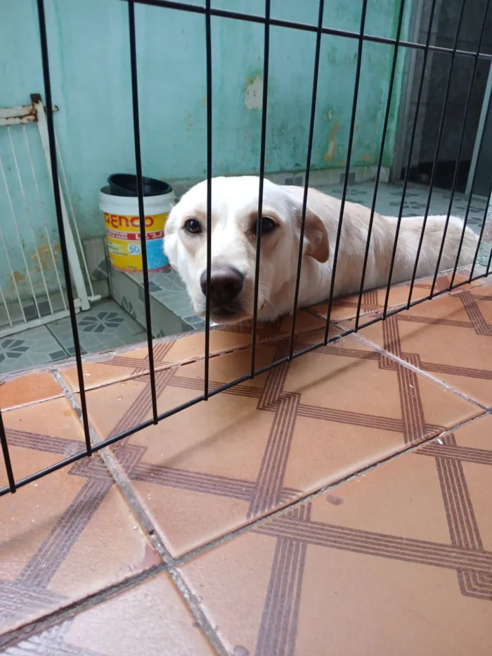 Cachorro raça SRD-ViraLata idade 3 anos nome Branca 