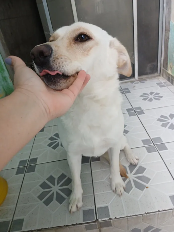 Cachorro raça SRD-ViraLata idade 3 anos nome Branca 