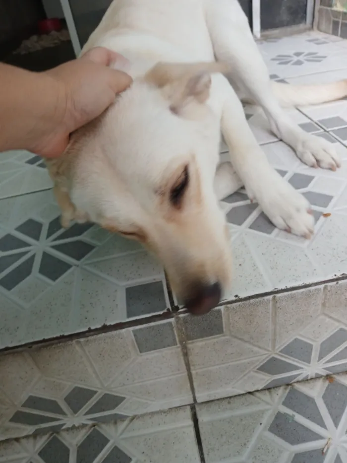 Cachorro raça SRD-ViraLata idade 3 anos nome Branca 