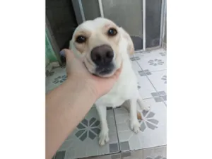 Cachorro raça SRD-ViraLata idade 3 anos nome Branca 