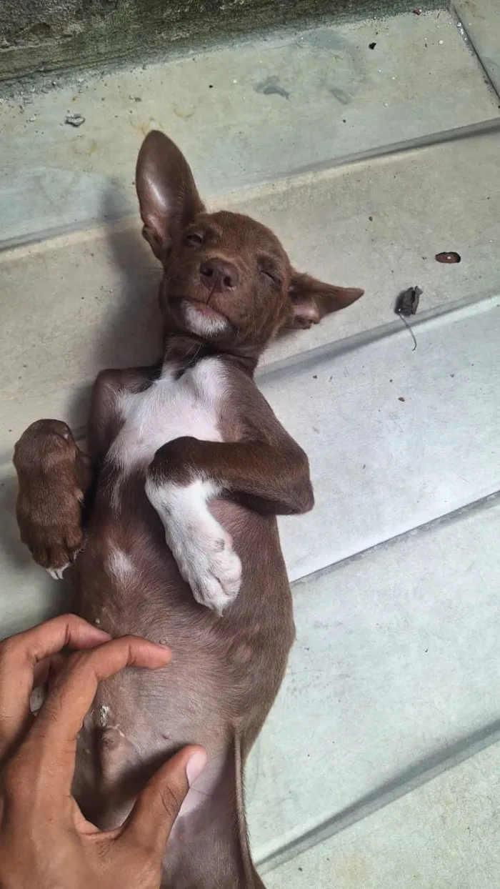 Cachorro raça SRD-ViraLata idade 2 a 6 meses nome Rob