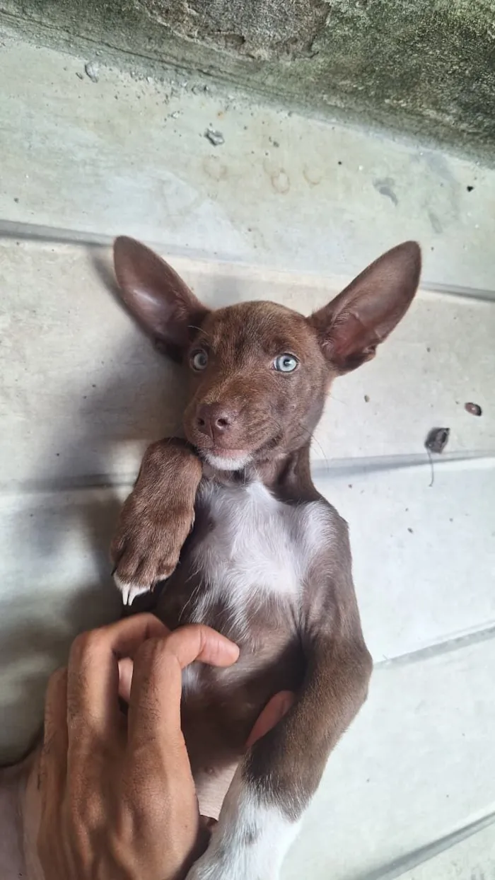 Cachorro raça SRD-ViraLata idade 2 a 6 meses nome Rob