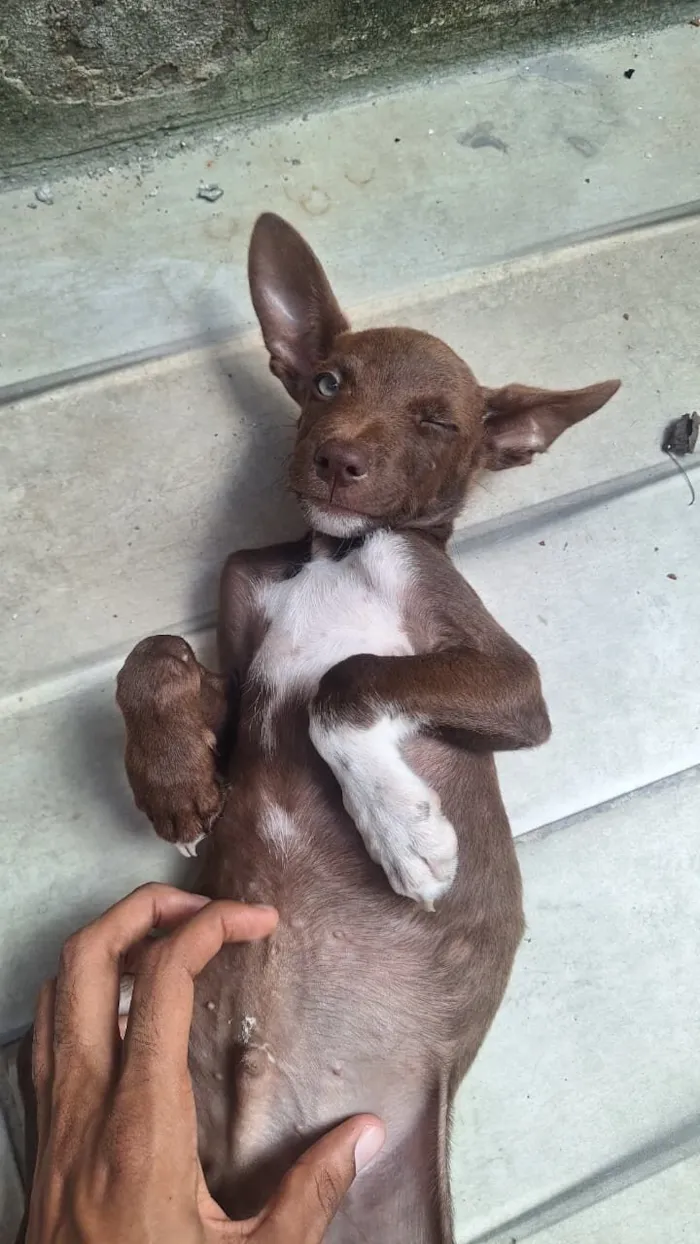 Cachorro raça SRD-ViraLata idade 2 a 6 meses nome Rob