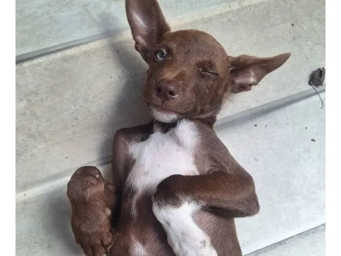 Cachorro raça SRD-ViraLata idade 2 a 6 meses nome Rob
