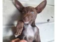 Rob