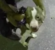 Spike 