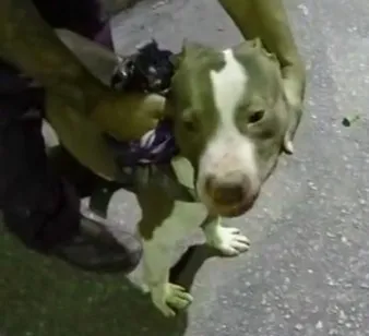 Cachorro raça Pit-Bull idade 2 anos nome Spike 