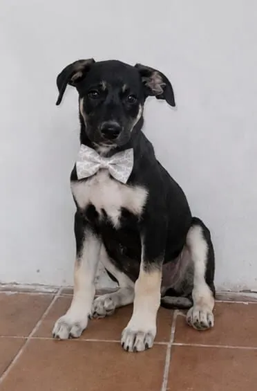 Cachorro raça SRD-ViraLata idade 2 a 6 meses nome Duque