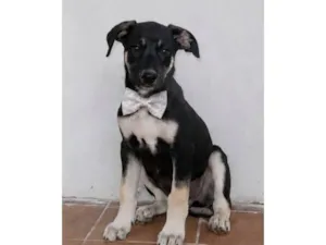 Cachorro raça SRD-ViraLata idade 2 a 6 meses nome Duque