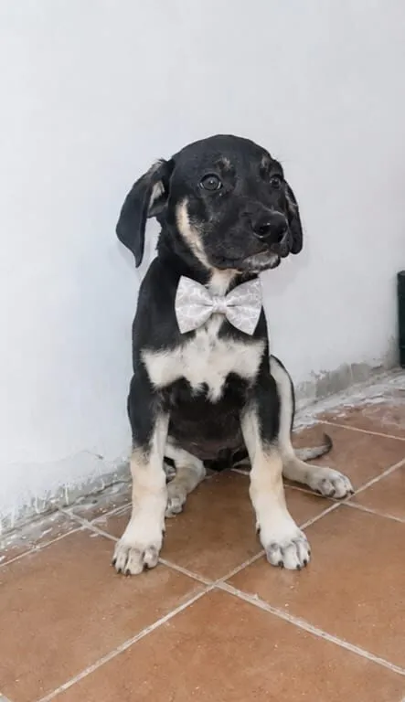 Cachorro raça SRD-ViraLata idade 2 a 6 meses nome Duque