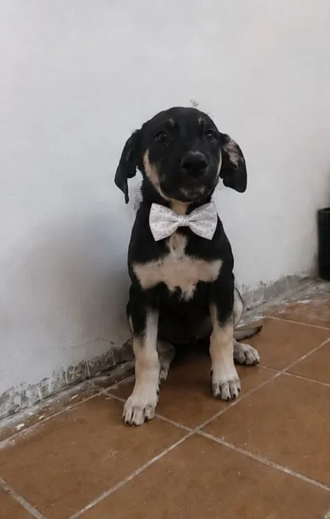 Cachorro raça SRD-ViraLata idade 2 a 6 meses nome Duque
