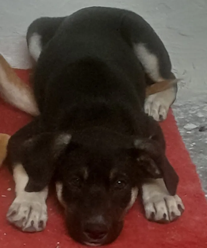 Cachorro raça SRD-ViraLata idade 2 a 6 meses nome Duque
