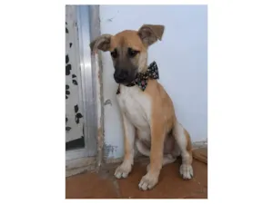 Cachorro raça SRD-ViraLata idade 2 a 6 meses nome max