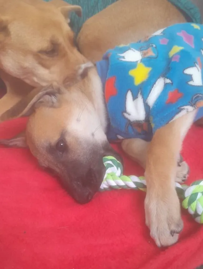 Cachorro raça SRD-ViraLata idade 2 a 6 meses nome max