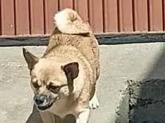Cachorro raça Pinscher idade 2 anos nome Ivete
