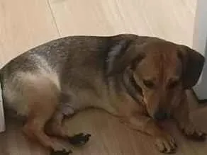 Cachorro raça Basset-Cofap idade 7 a 11 meses nome romeu