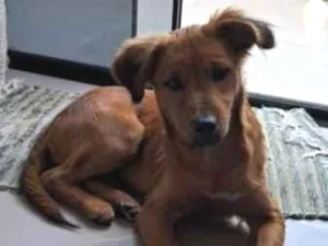 Cachorro raça SRD-ViraLata idade 7 a 11 meses nome gold