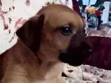 Cachorro raça SRD-ViraLata idade 2 a 6 meses nome casulinha