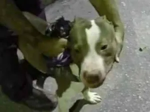 Cachorro raça Pit-Bull idade 2 anos nome Spike 