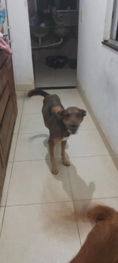Cachorro raça SRD-ViraLata idade 6 ou mais anos nome Theo 