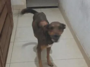 Cachorro raça SRD-ViraLata idade 6 ou mais anos nome Theo 