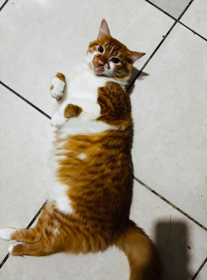 Gato raça SRD-ViraLata idade 1 ano nome Ruy