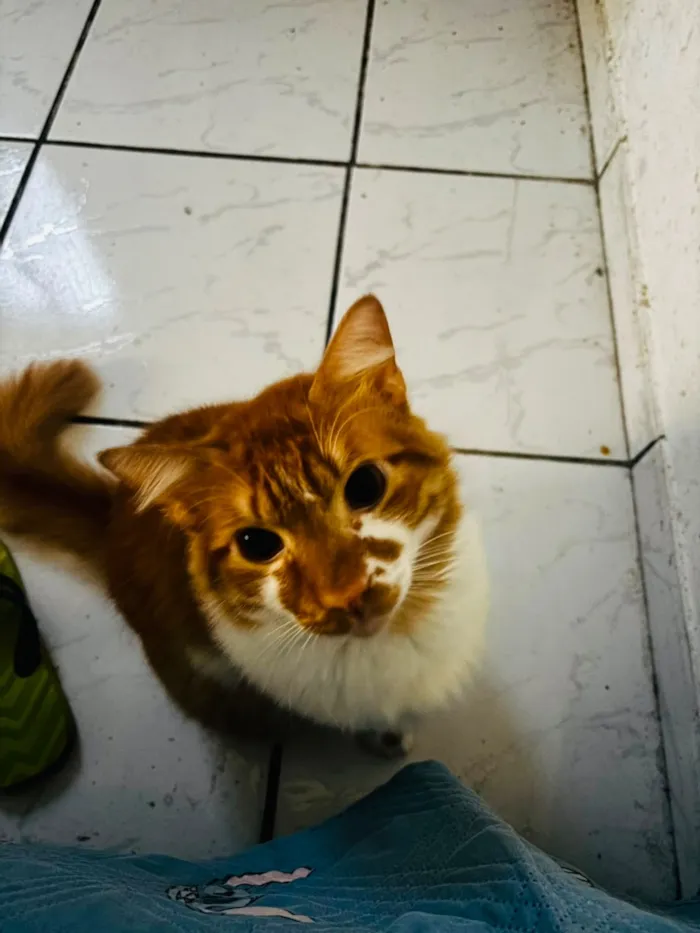 Gato raça SRD-ViraLata idade 1 ano nome Ruy