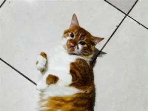 Gato raça SRD-ViraLata idade 1 ano nome Ruy