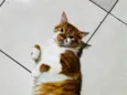 Ruy