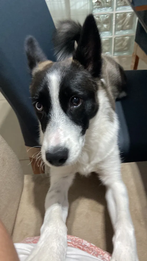 Cachorro raça SRD-ViraLata idade 2 a 6 meses nome Barthô 
