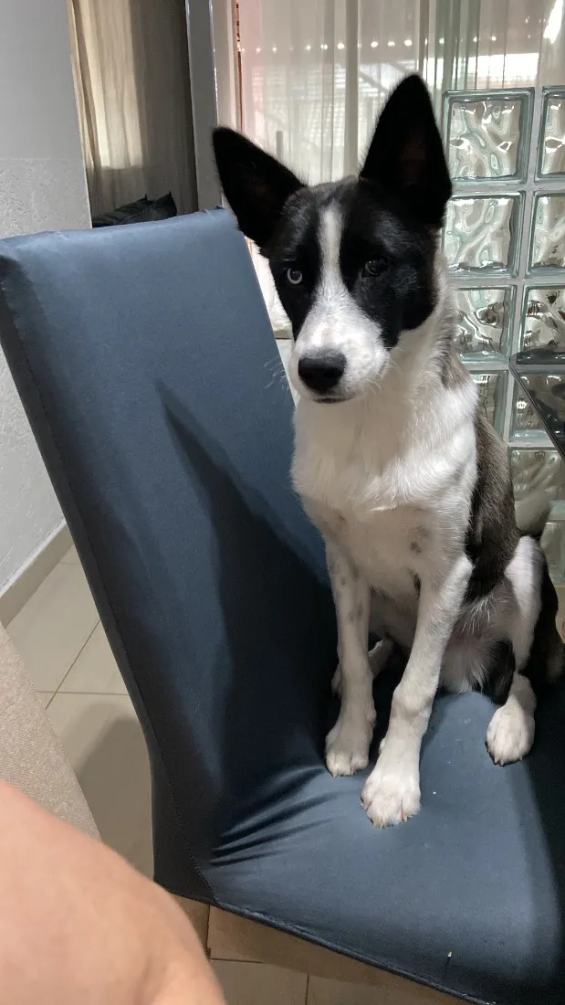 Cachorro raça SRD-ViraLata idade 2 a 6 meses nome Barthô 