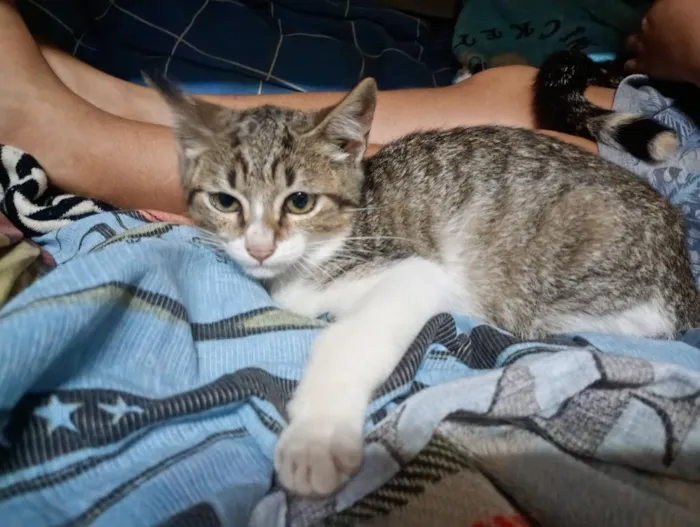 Gato raça SRD-ViraLata idade 2 a 6 meses nome Pedrinho / Lola 