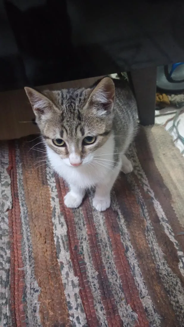 Gato raça SRD-ViraLata idade 2 a 6 meses nome Pedrinho / Lola 