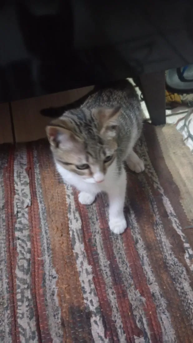 Gato raça SRD-ViraLata idade 2 a 6 meses nome Pedrinho / Lola 