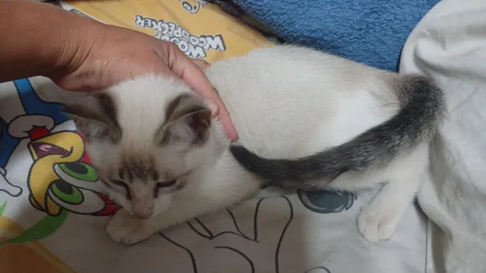 Gato raça SRD-ViraLata idade 2 a 6 meses nome Pedrinho / Lola 