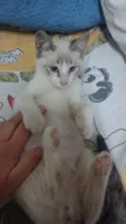 Pedrinho / Lola