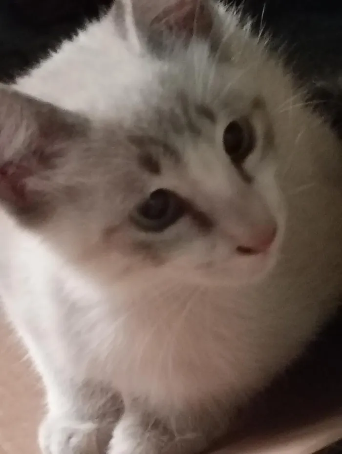 Gato raça SRD-ViraLata idade 2 a 6 meses nome Pedrinho / Lola 