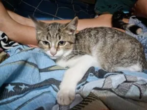 Gato raça SRD-ViraLata idade 2 a 6 meses nome Pedrinho / Lola 