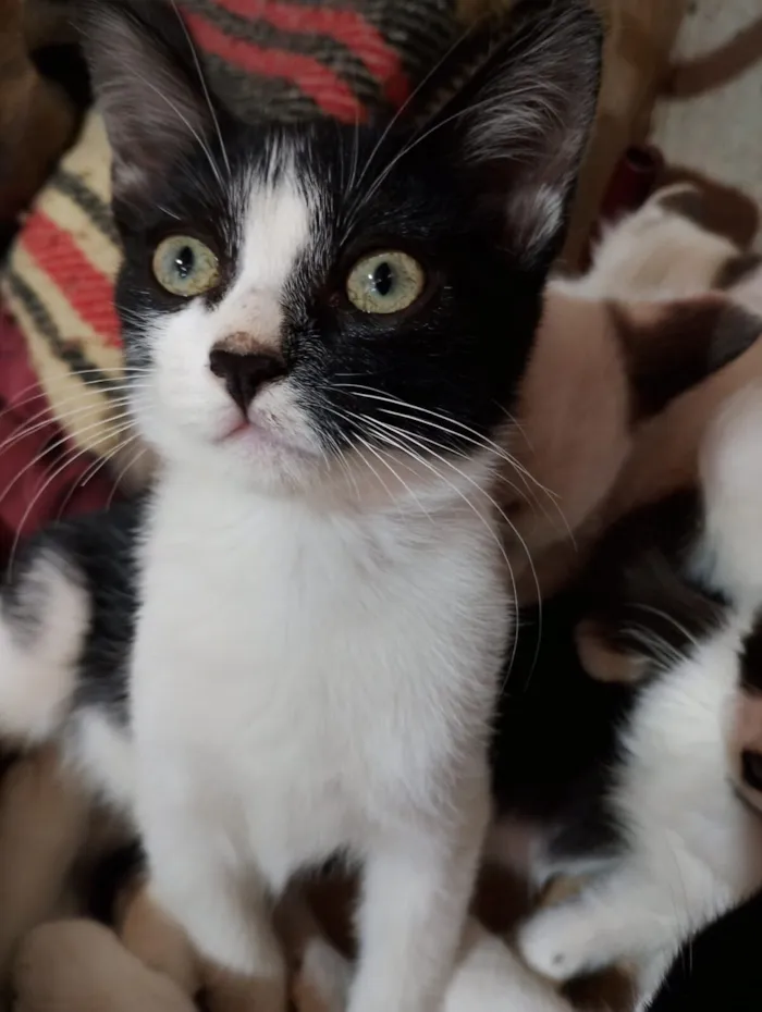 Gato raça SRD-ViraLata idade 2 a 6 meses nome Ruby