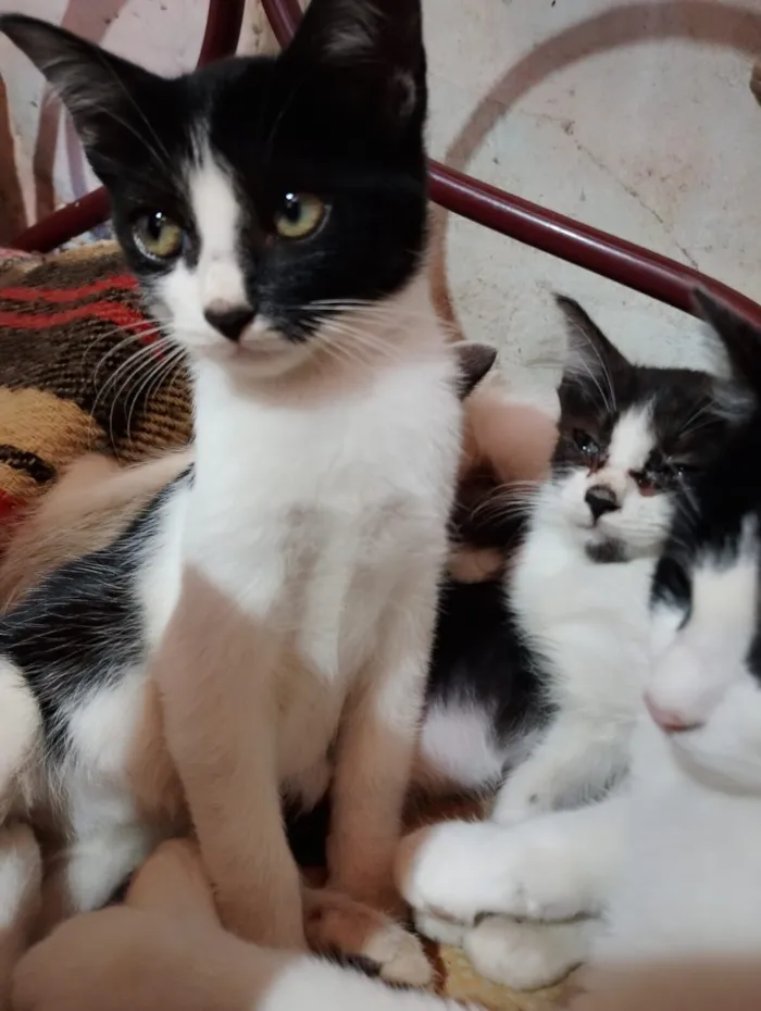 Gato raça SRD-ViraLata idade 2 a 6 meses nome Ruby