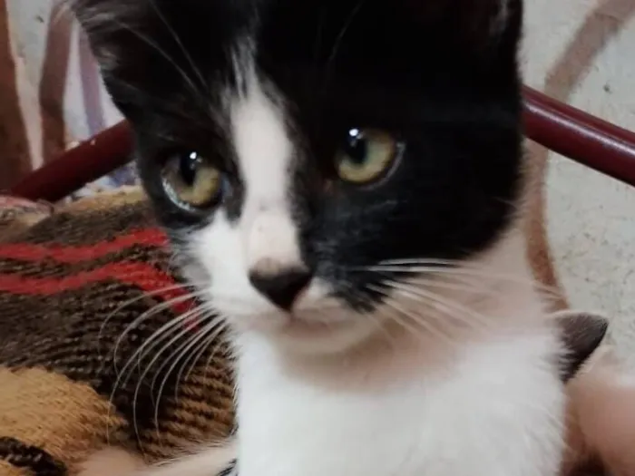 Gato raça SRD-ViraLata idade 2 a 6 meses nome Ruby