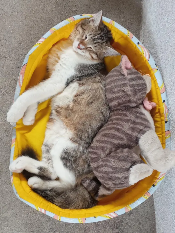 Gato raça SRD-ViraLata idade 2 anos nome Picolé